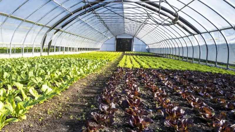 The rise of the slow food movement